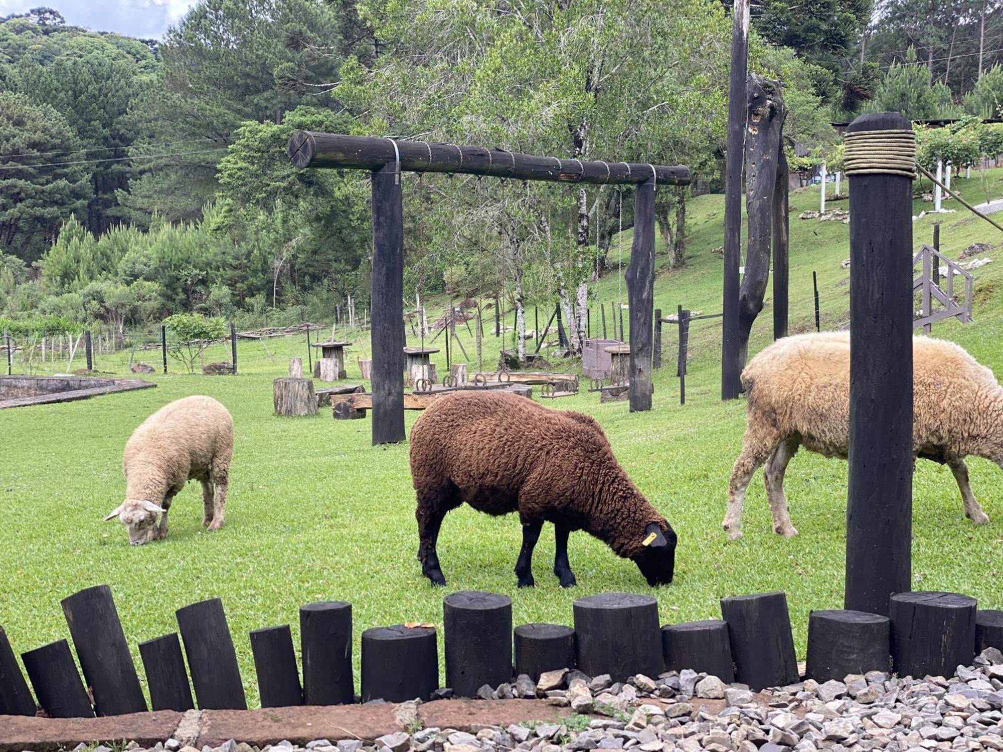 Leao Da Tribo De Juda Lodge Canela